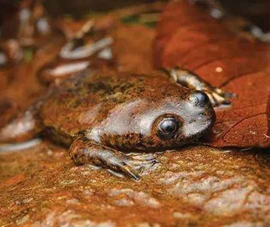 Katak Kepala-Pipih Kalimantan