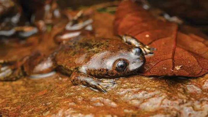 Katak Kepala-Pipih Kalimantan
