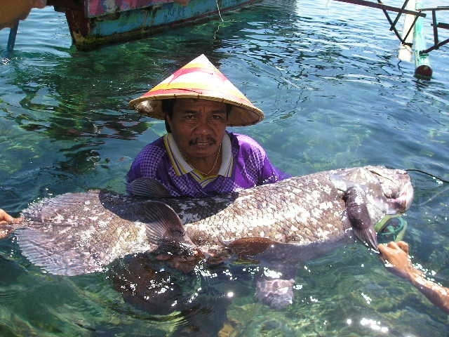 Coelacanth Bunaken (Foto: twofishdivers.com)