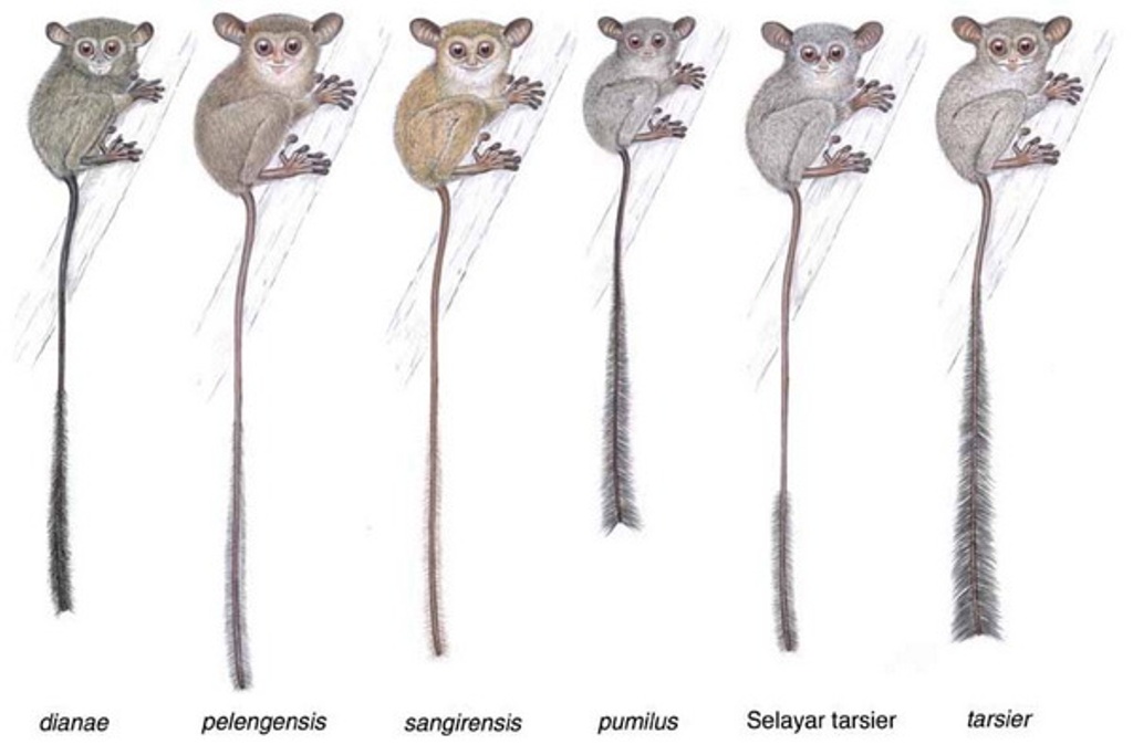 Variasi ukuran, bentuk, dan warna jenis-jenis tarsius yang ada di Sulawesi. ( Sumber: Shekelle et al. 2008; Foto: tn-babul.org)