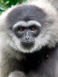Owa Jawa (Foto: Gibbon G/Yayasan Owa Jawa)